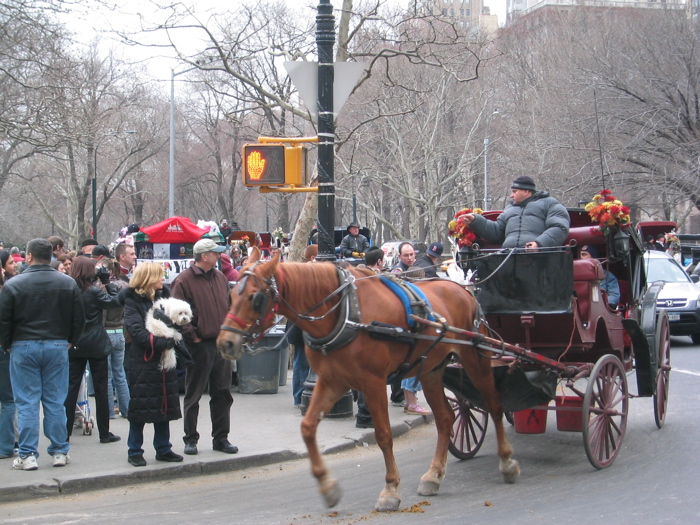 Horse and cart through the city of New York
