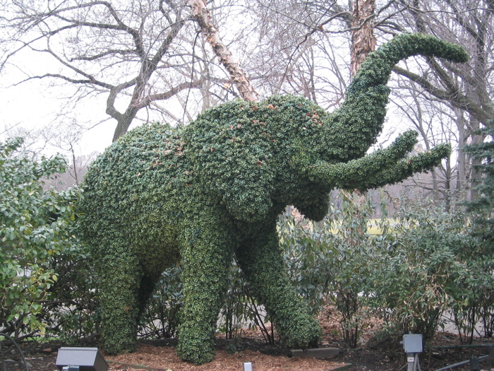 Elephant, Central Park