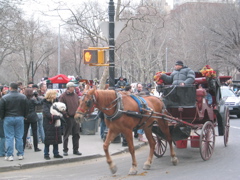 Horse and cart through the city of New York