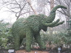 Elephant, Central Park