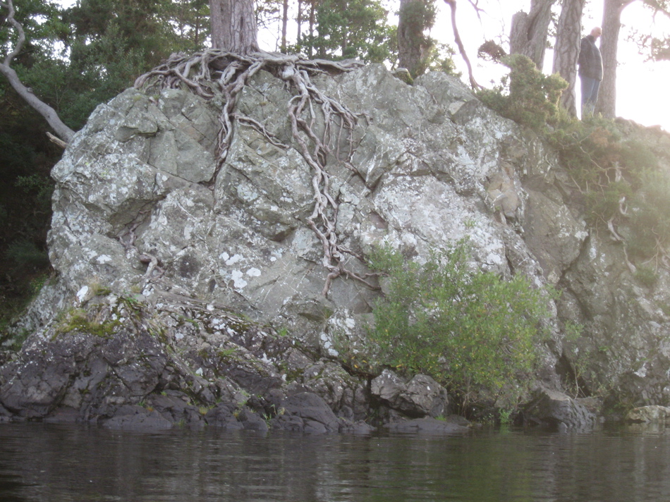 rocks and roots