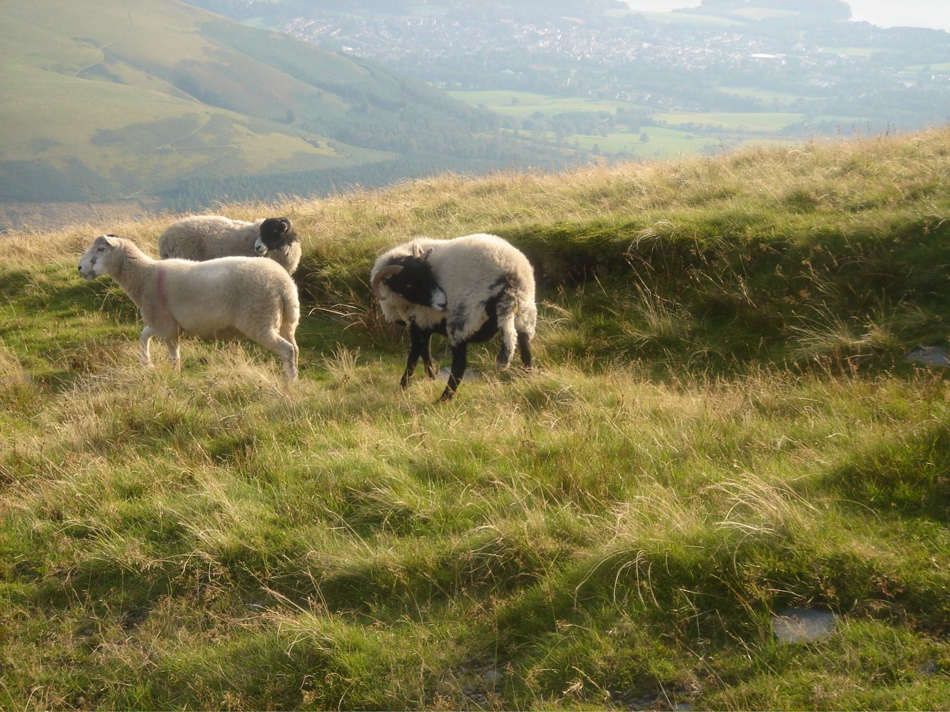 more sheep