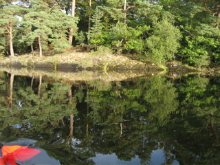 trees and reflections