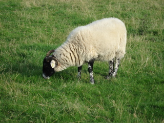 we always seem to photograph a sheep, I don't know why!